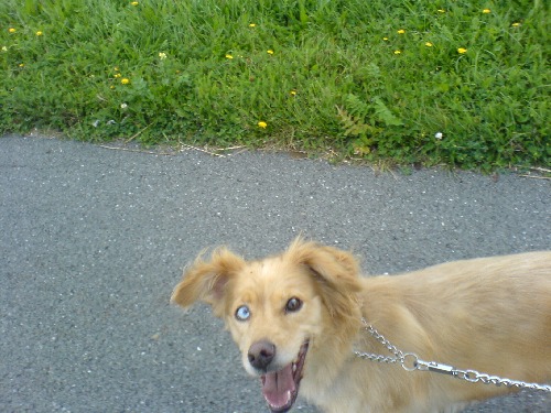 it´ s my dog-Bessina alias Marilyn Manson.. :DD