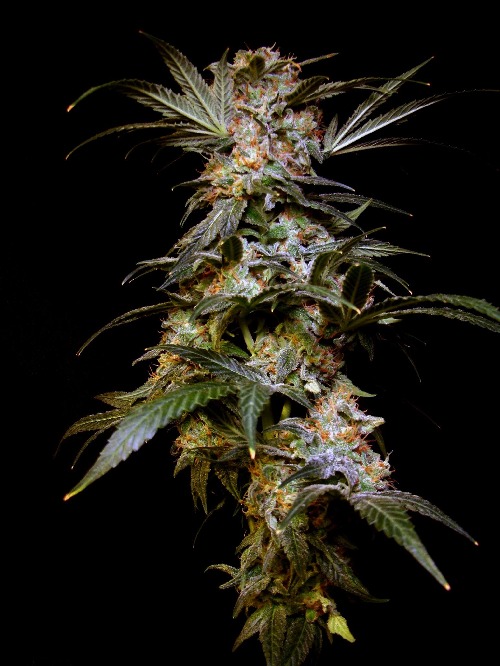 Black Domina